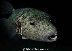Out of the night; taken on the house reef in Marsa Shagra... by Blaza Jovanovic 